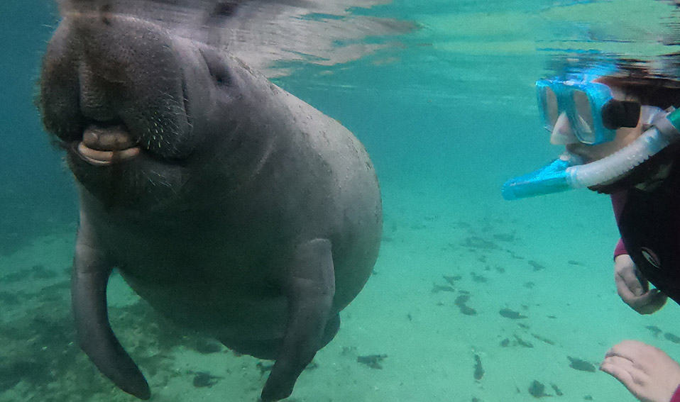 Swimming With the Manatees in Crystal River